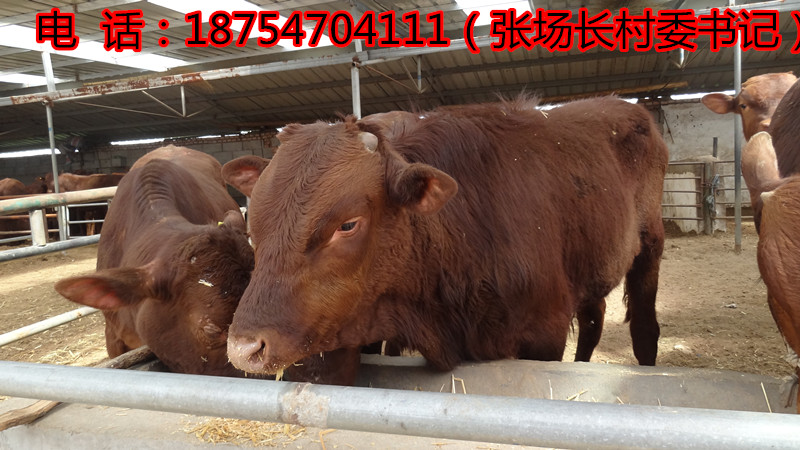 最新出欄肉牛價(jià)格動(dòng)態(tài)，影響行業(yè)走勢(shì)的關(guān)鍵因素分析