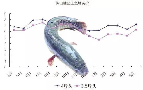 廣東黑魚(yú)最新價(jià)格走勢(shì)及分析