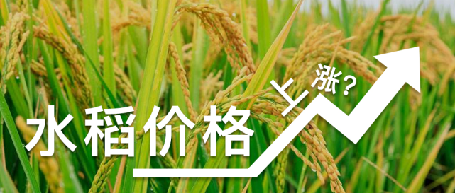 吉林水稻價格最新報價與市場動態(tài)分析概覽