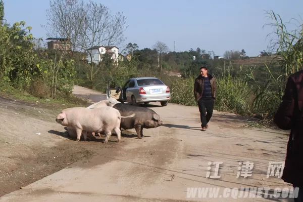 豬兒跑最新,豬兒跑最新動態(tài)，探索行業(yè)前沿，引領養(yǎng)殖革新