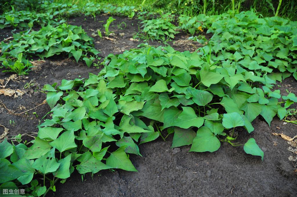 紅薯最新種植技術(shù)揭秘